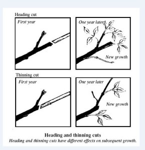 Heading and Thinning cuts