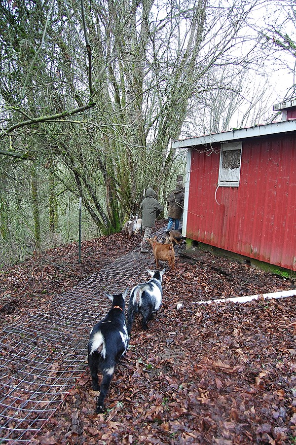 Family Fencing Project