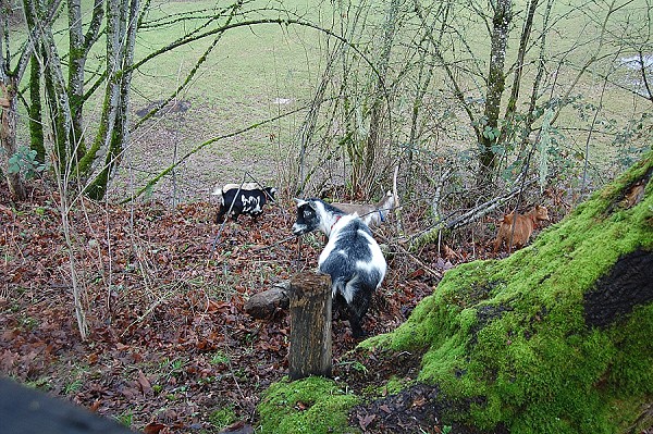 Family Fencing Project