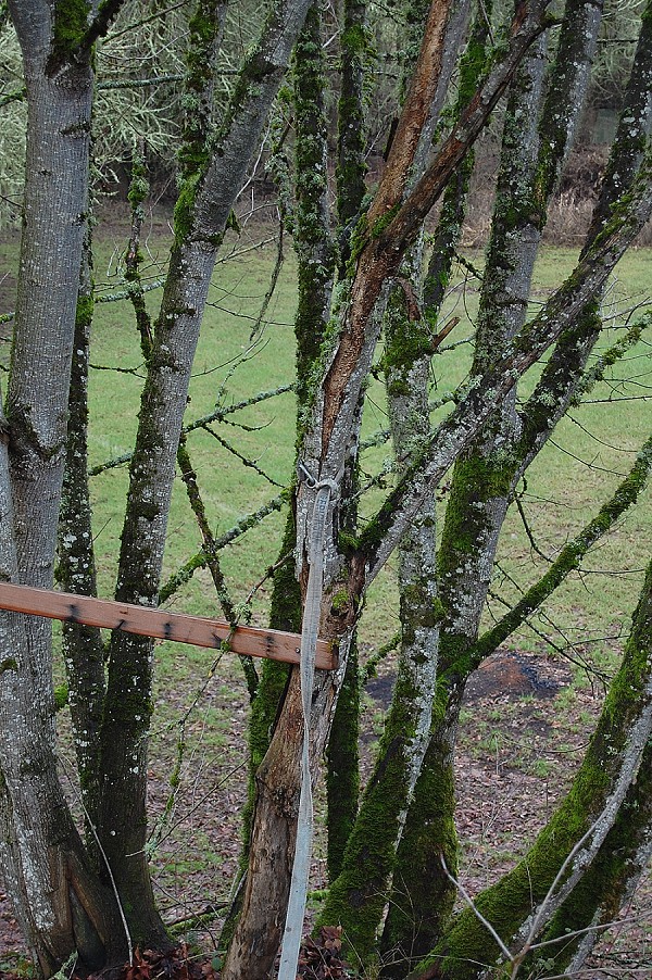 Family Fencing Project