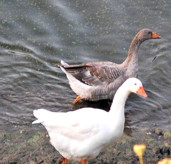 Goose closeup