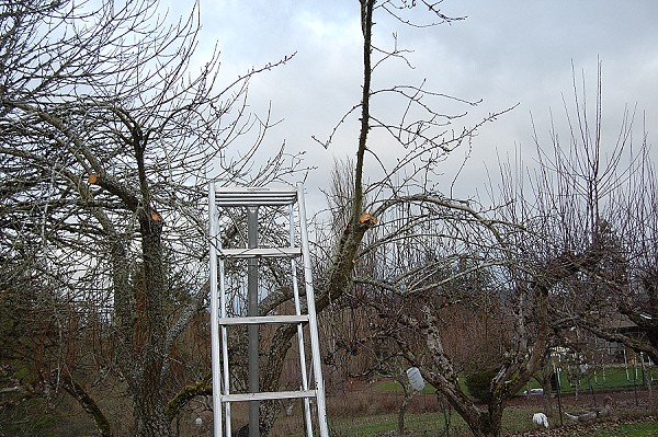 Fruit Tree Pruning 