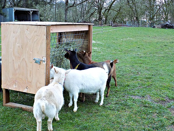 Goat Feeder Construction