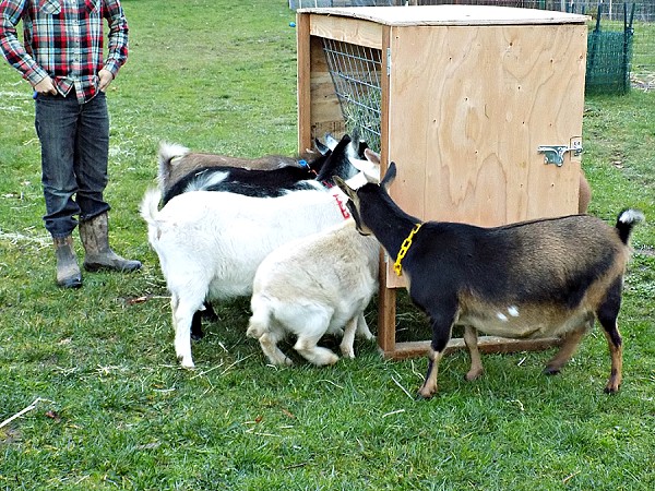 Goat Feeder Construction