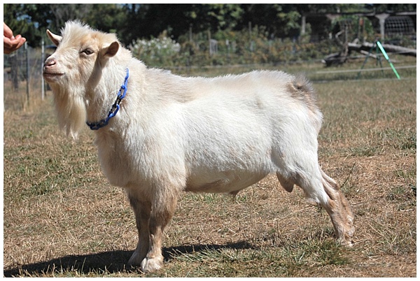 First Baby Nigerian Dwarf Goats of 2017