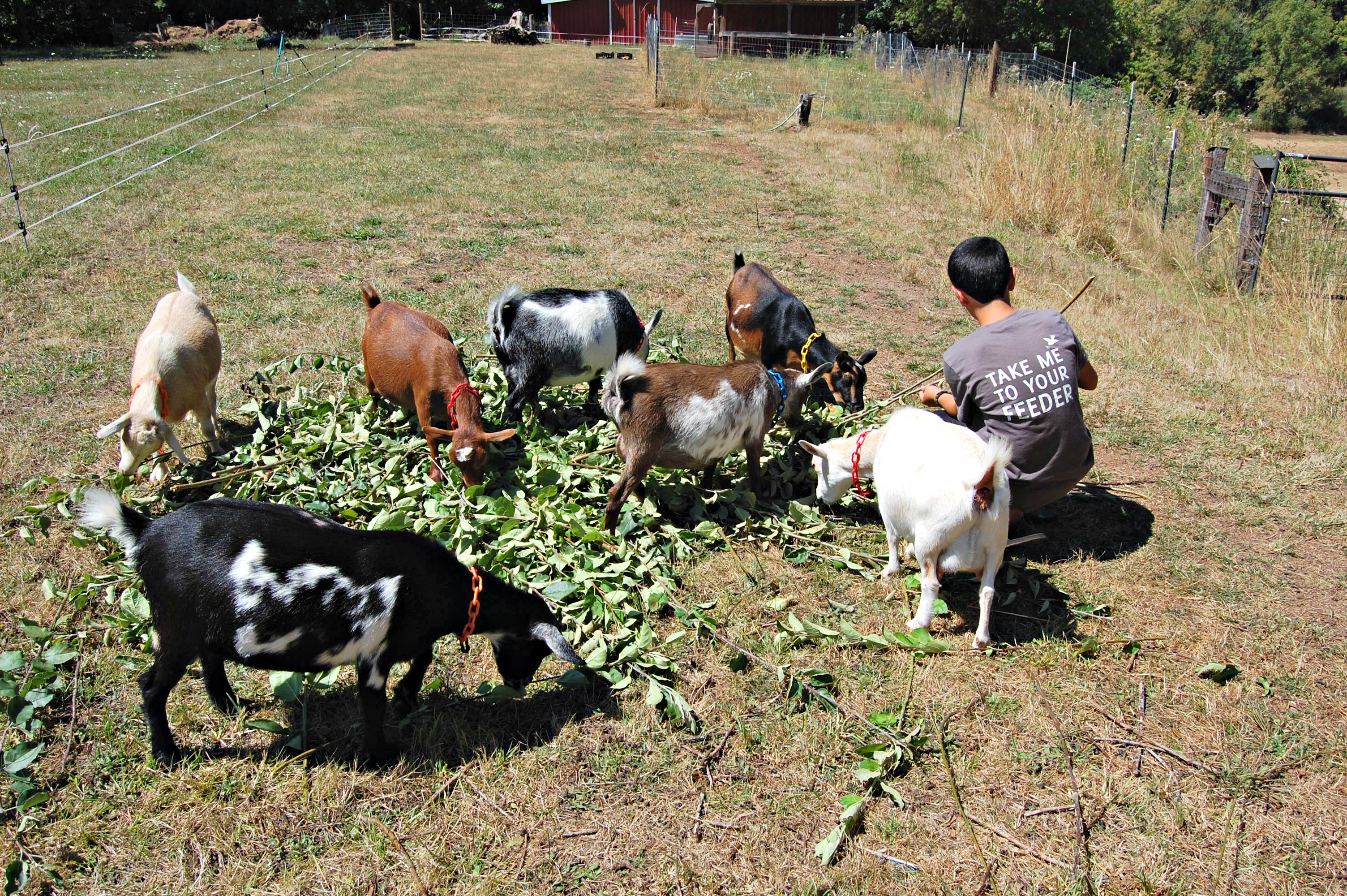 Apple leaves for goats