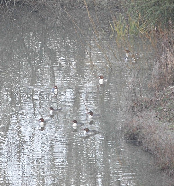 Birds Eating.....and Being Eaten