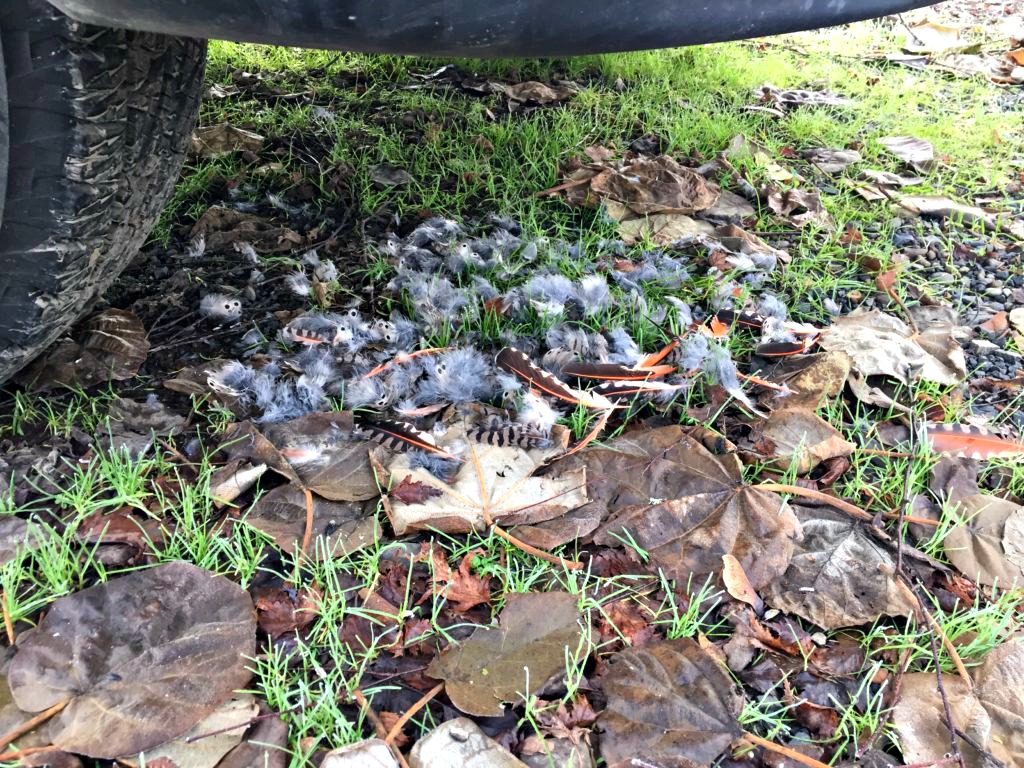 Birds Eating.....and Being Eaten