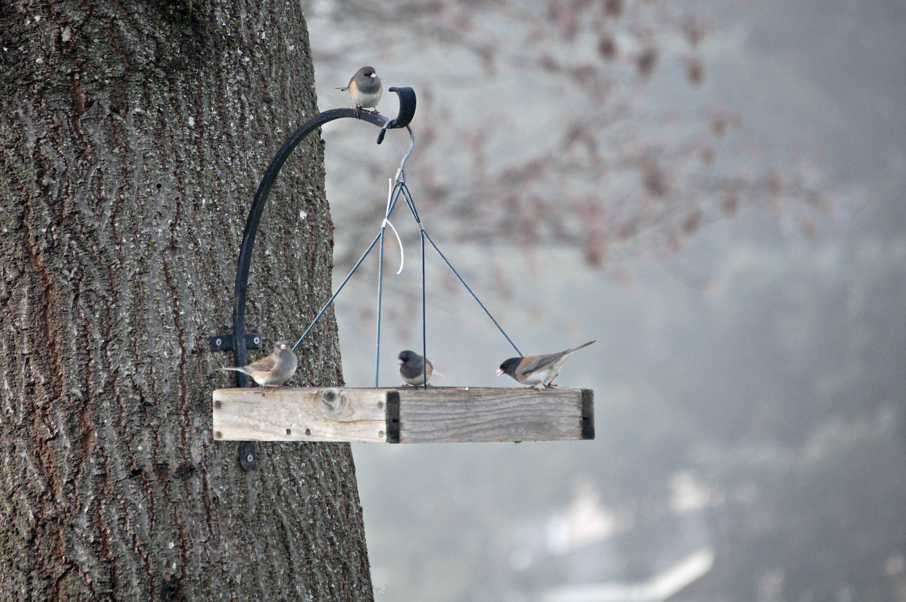 Birds Eating.....and Being Eaten