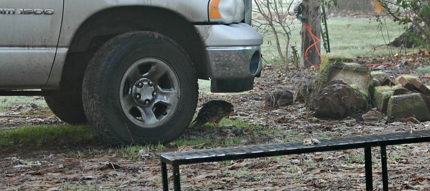 Birds Eating.....and Being Eaten