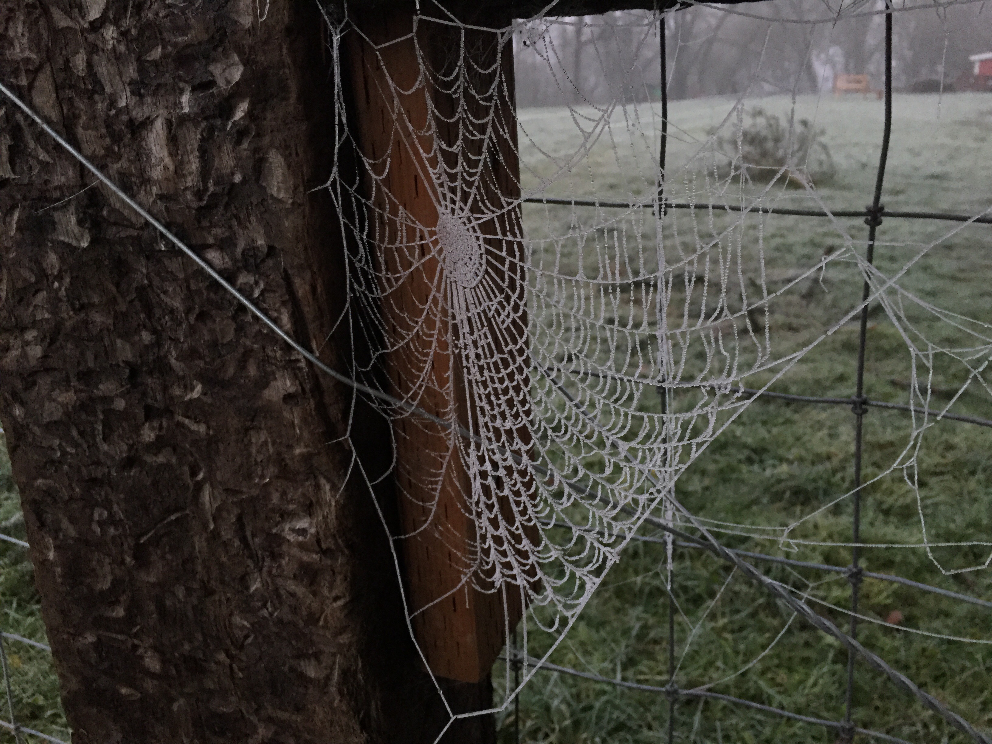 Frosty Fog This Morning