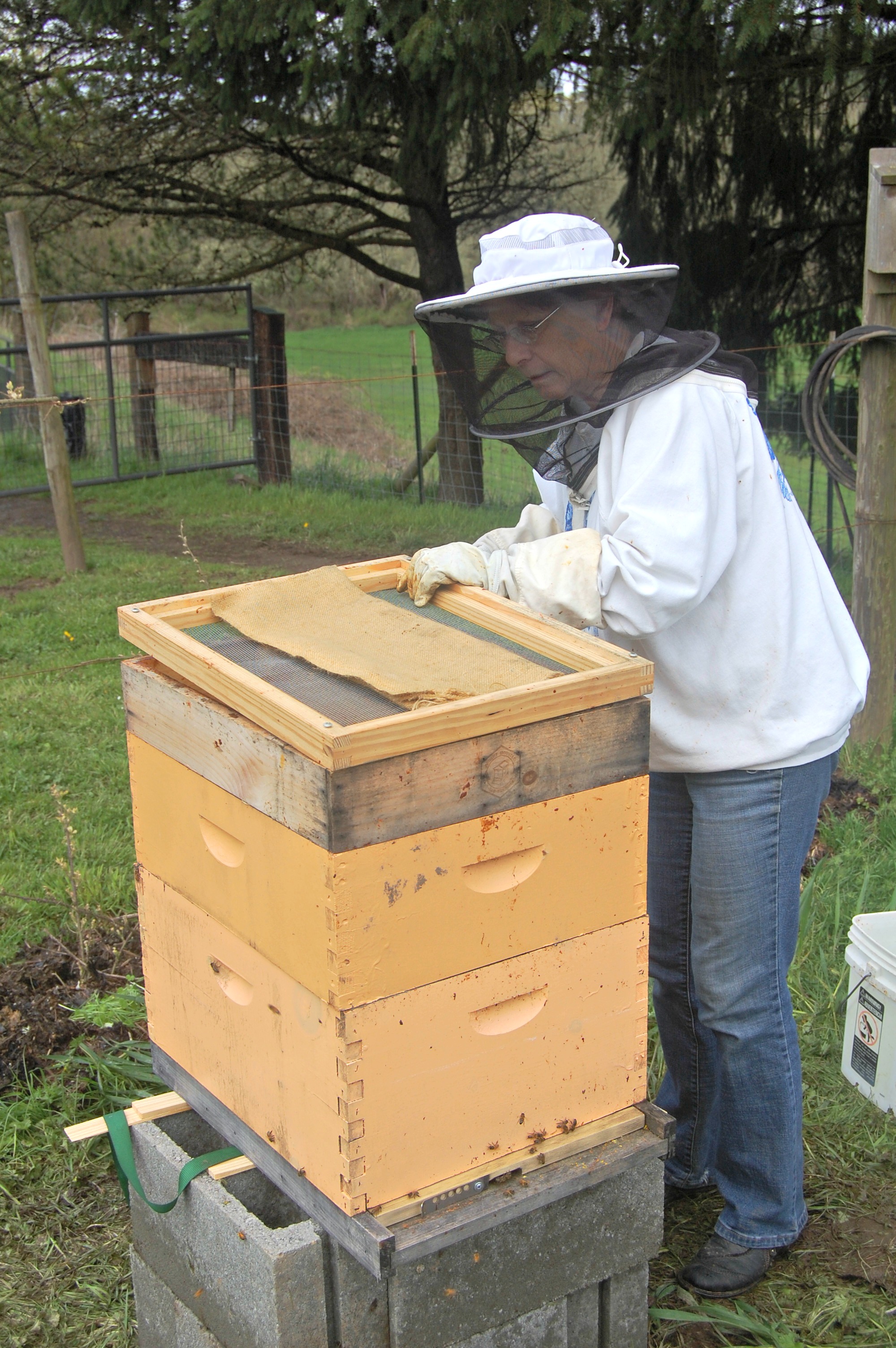 New Bee Hives 
