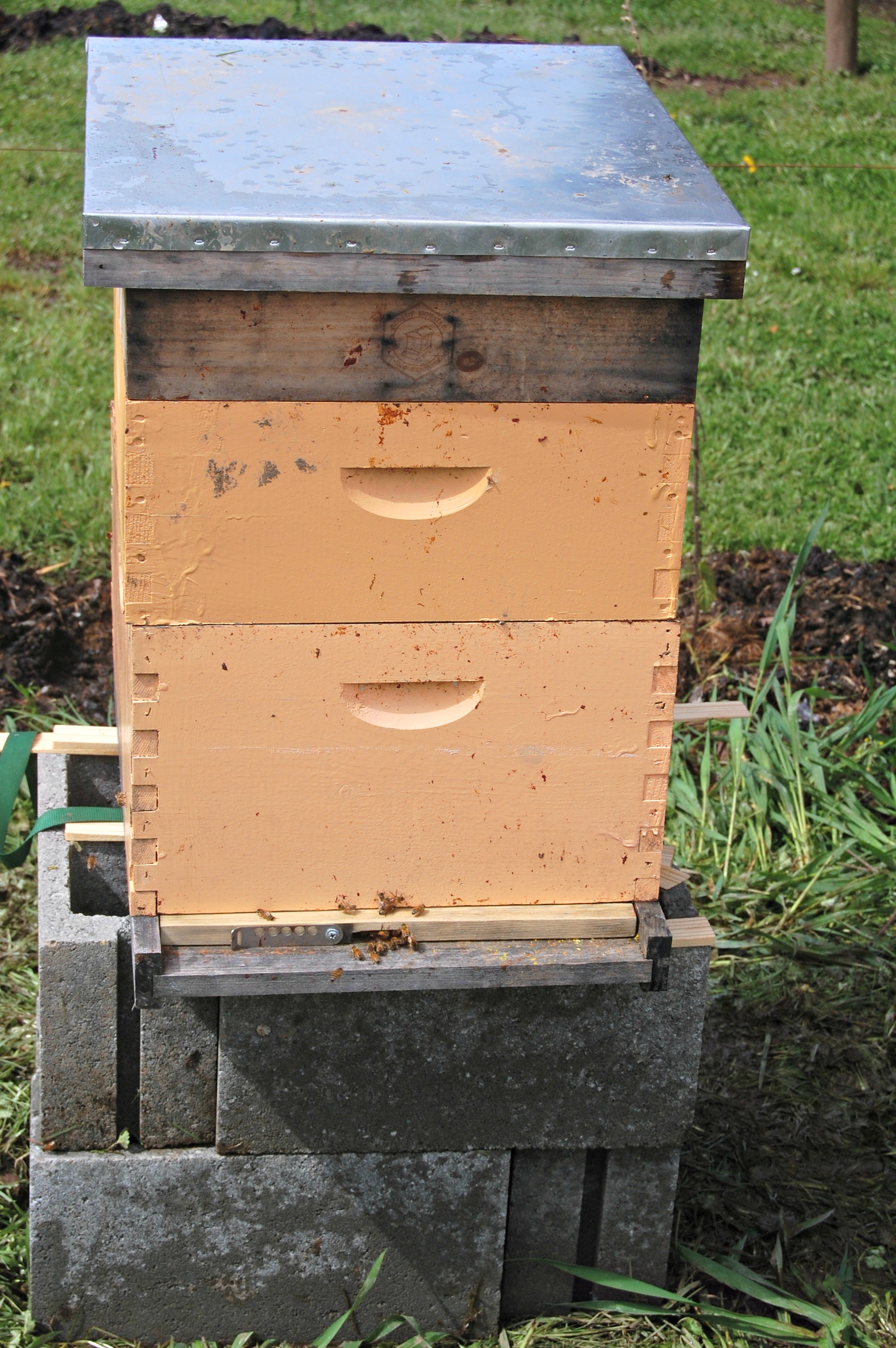 New Bee Hives