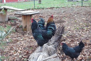 Family Fencing Project