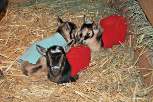 Three New Goat Bucklings