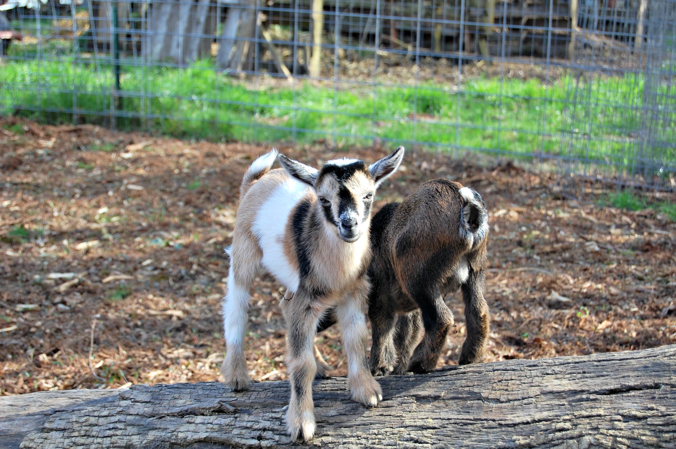 Brown Sugar's Babies are Four Days Old