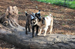 Brown Sugar's Babies are Four Days Old
