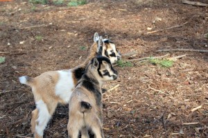 Brown Sugar's Babies are Four Days Old