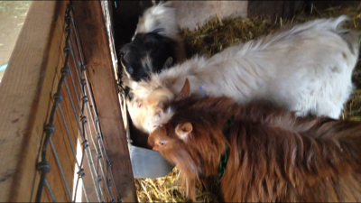Goats eating kelp meal