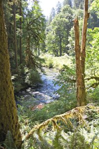Silver Falls State Park Hike
