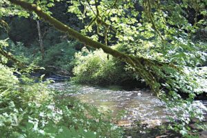 Silver Falls State Park Hike
