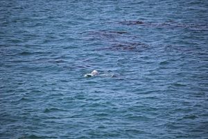 gray-whale watching. Otter-Rock Oregon