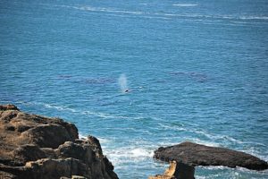 gray-whale watching. Otter-Rock Oregon