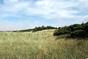 south beach state park newport, Oregon dunes.