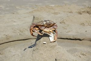 South Beach State Park.Poor crab