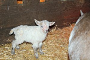 And Then There Are Eight