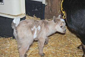 First Baby Nigerian Dwarf Goats of 2017