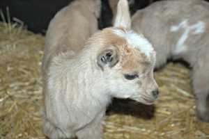 First Baby Nigerian Dwarf Goats of 2017