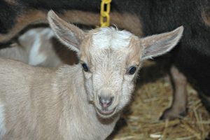 First Baby Nigerian Dwarf Goats of 2017
