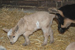 First Baby Nigerian Dwarf Goats of 2017