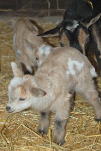 First Baby Nigerian Dwarf Goats of 2017