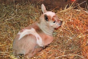 Goat Babies