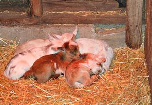 Goat Babies