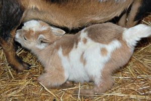 Goat Babies
