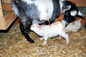 Goat Babies