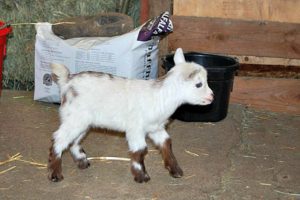 Goat Babies