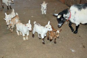 Goat Babies