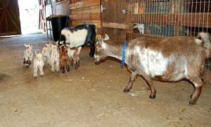 Goat Babies
