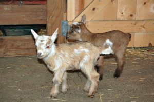 Goat Babies