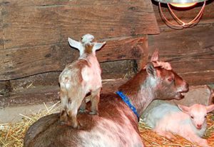 Goat Babies
