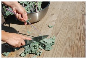 My New Love From the Garden...Kale