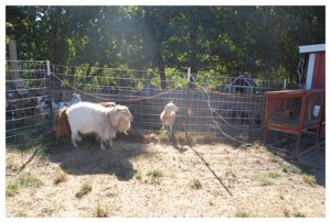 I'm Getting Stronger and the Goats are Ready for Breeding