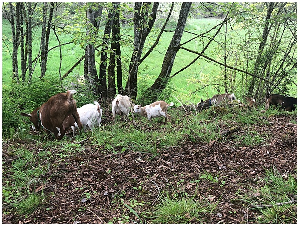 Goats in the woods – On The Banks of Salt Creek